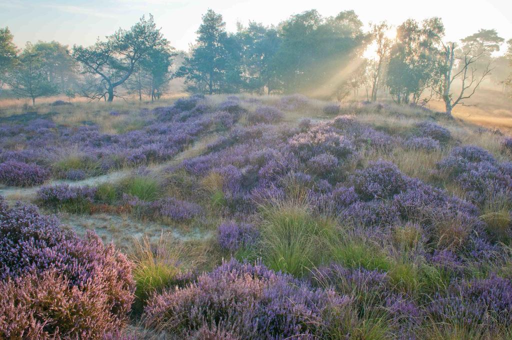 Landhuisjes Bij De Wouterbron Opglabbeek Bagian luar foto